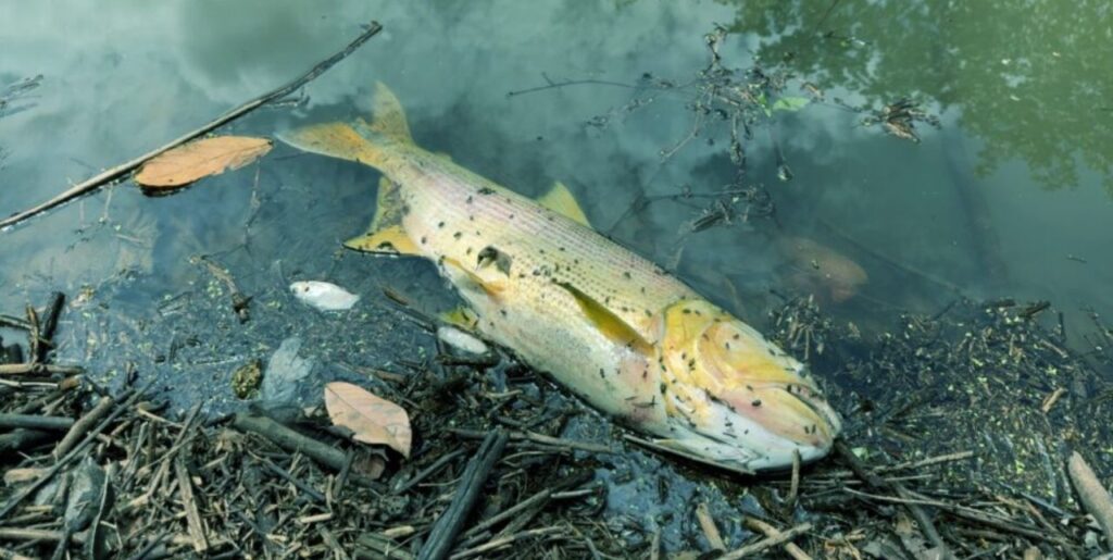 Semad investiga morte de peixes e possível poluição no Córrego Fazendinha, em Trindade