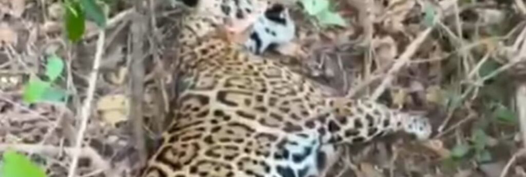 Dois homens são presos em Goiás suspeitos de serem os maiores caçadores de onça-pintada do Brasil