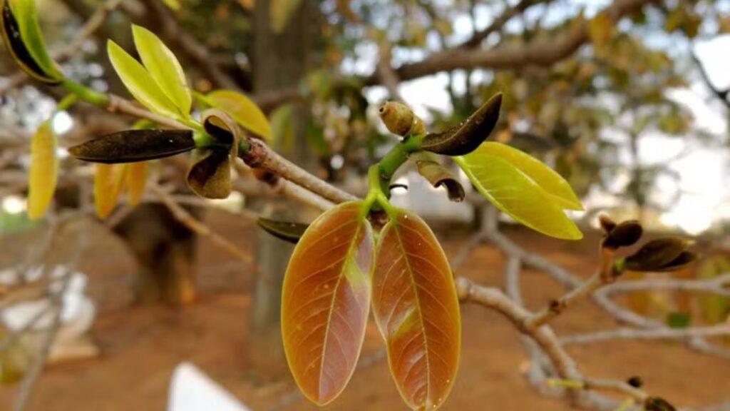 Estudo aponta risco de desaparecimento de plantas medicinais do Cerrado até 2060