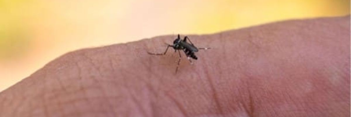 Goiânia registra mais de 27 mil casos de dengue em 2025 e entra em alerta