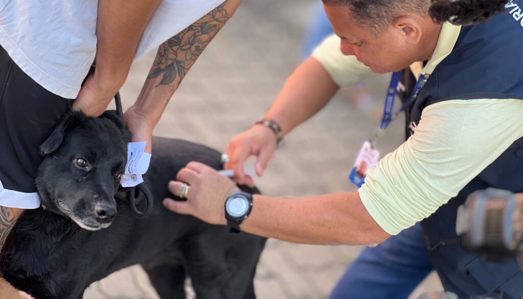 Goiânia terá pontos de vacinação antirrábica permanente; saiba onde
