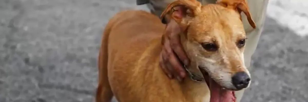 Cães de rua resgatados recebem adestramento e serão colocados para adoção em Goiânia