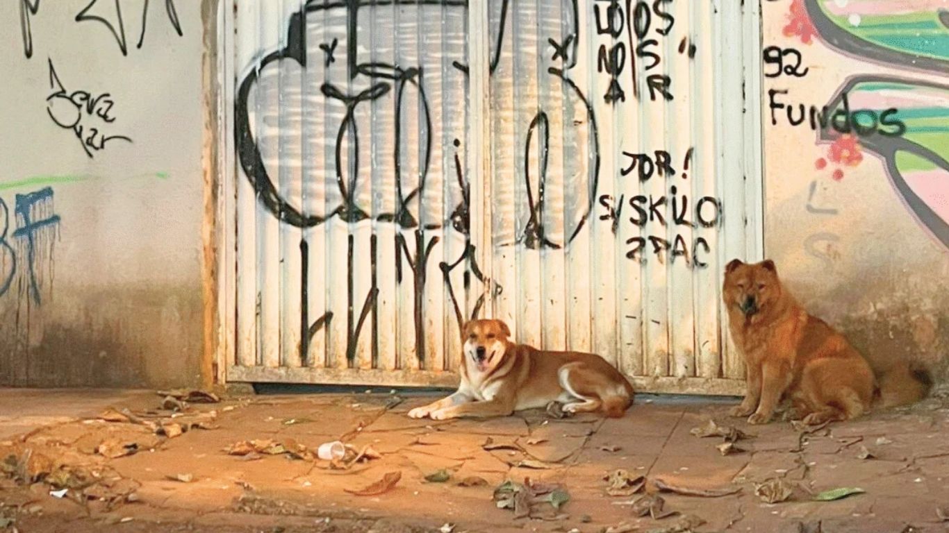 Mulher é denunciada pelo MPGO por manter cães soltos em via pública de Goiânia