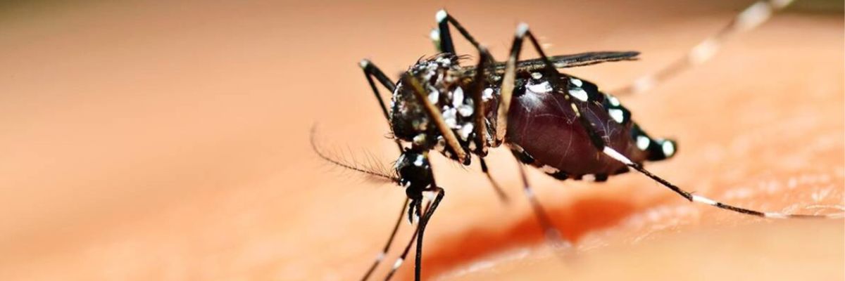 Casos de dengue diminuem quase pela metade em Goiânia, aponta SMS