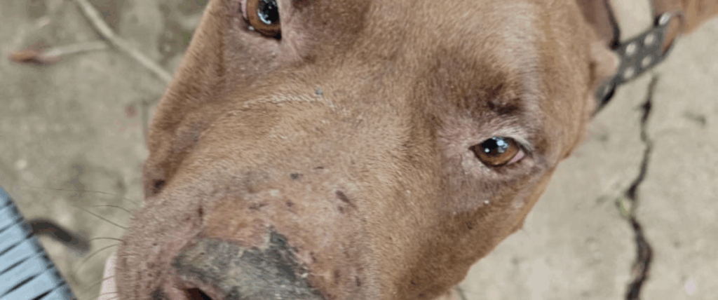 PCGO resgata cães e cerca de 300 hamsters em operação contra maus-tratos