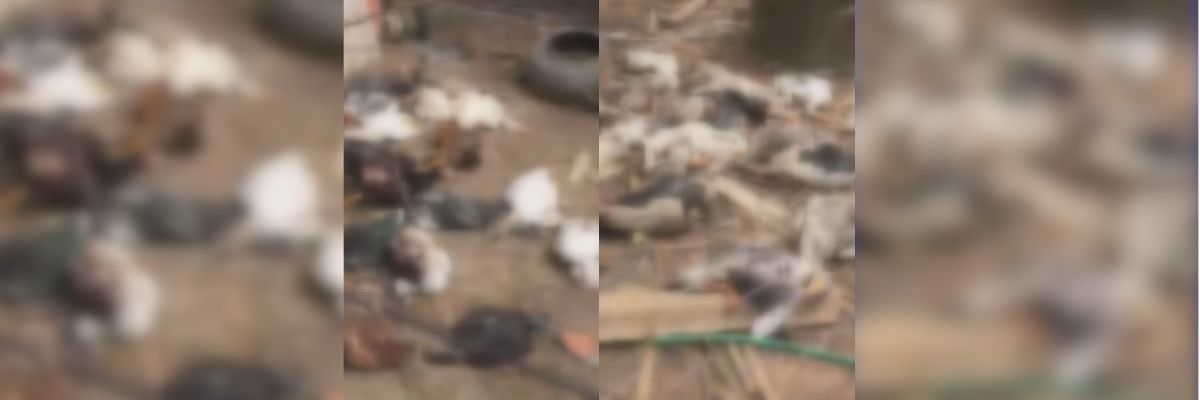 Moradores de Jussara cobram ações após aumento de cães soltos nas ruas