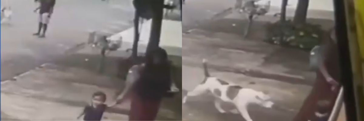 Câmeras flagram ataque de pitbull a criança na região Oeste de Goiânia