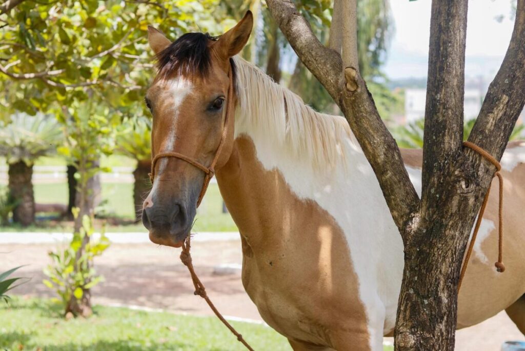 Égua vítima de maus-tratos é adotada pelo Crer e passa a atuar na equoterapia
