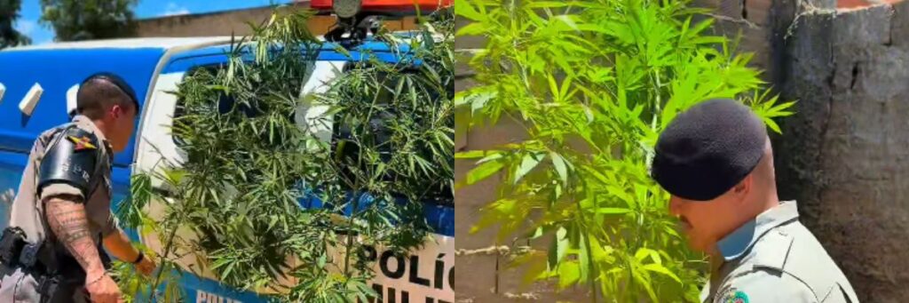 Homem é preso após cultivar pés de maconha dentro de casa em Caldas Novas