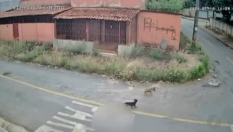 Câmeras registram atropelamento de cadela em Aparecida de Goiânia