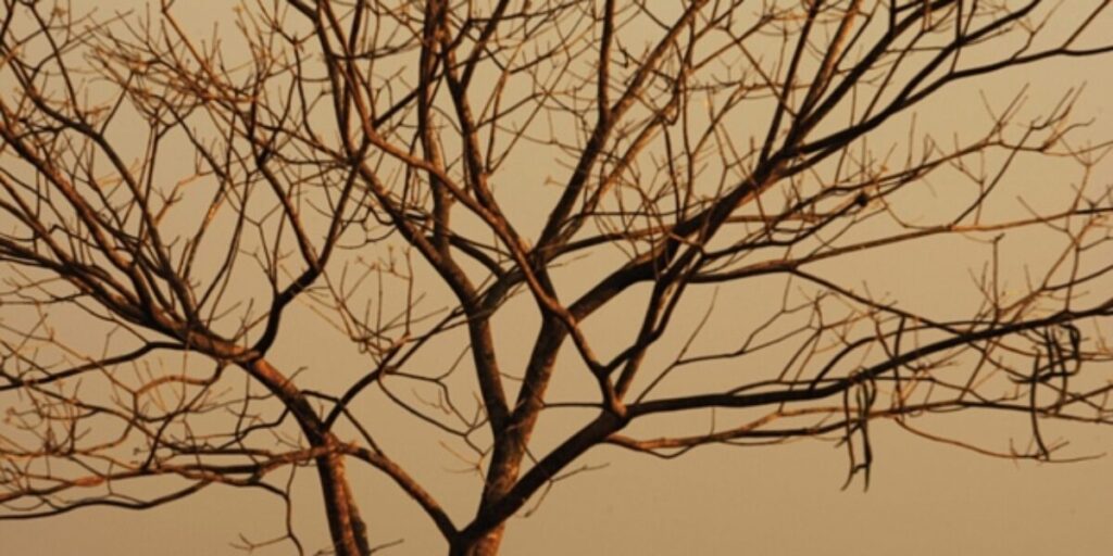 Estiagem pode começar mais cedo e ser mais intensa em Goiás, alerta Cimehgo