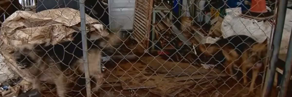 Ataque de pitbulls mata cão de guarda e deixa outros dois feridos em Aparecida de Goiânia