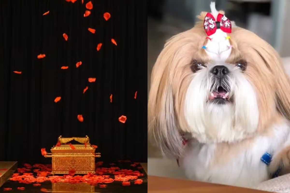 Funerais humanizados para pets ganham espaço em Goiás e podem custar até R$ 2 mil