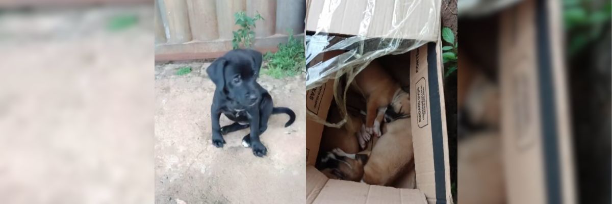 Motorista abandona cinco filhotes em rua do Residencial Paulo Pacheco, em Goiânia