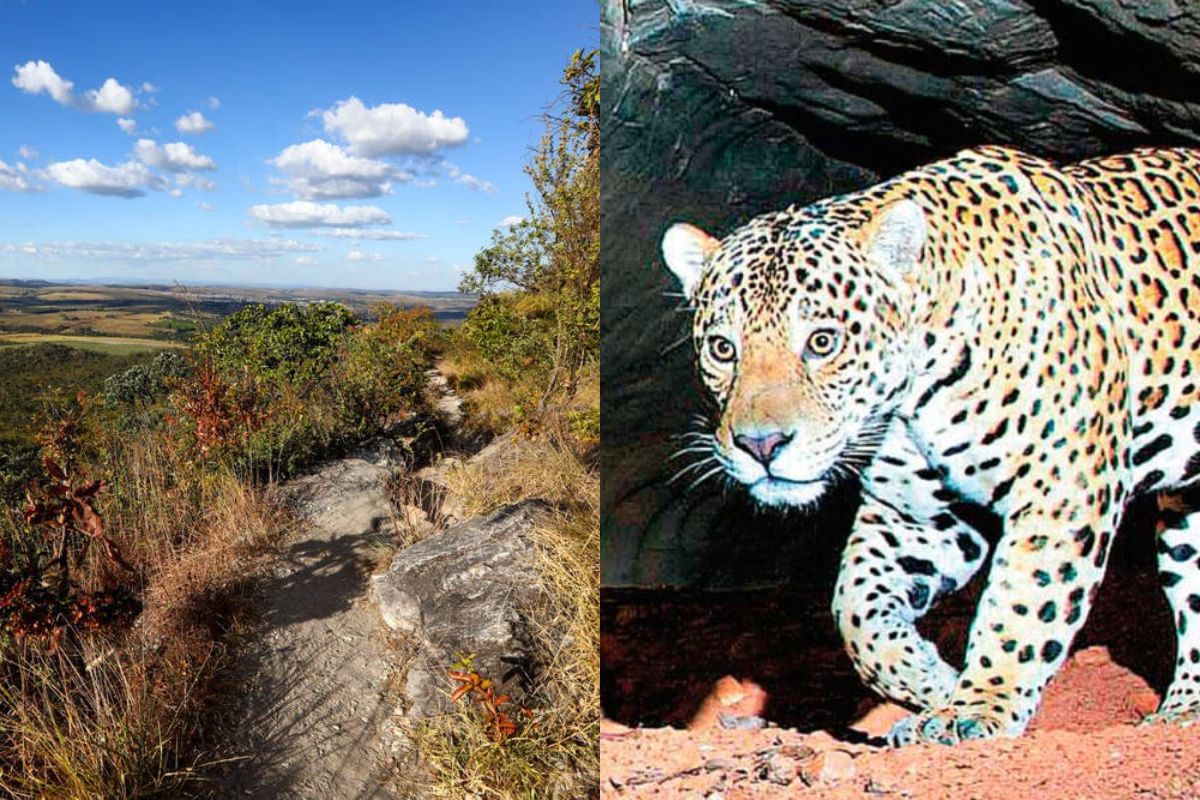 Serra dos Pireneus abriga onças-pintadas e mantém áreas abertas à visitação em Goiás