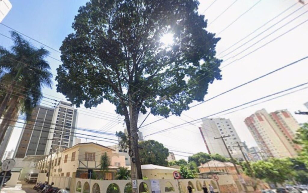 Árvore histórica em frente ao Casarão da Rua 20 tem remoção adiada em Goiânia
