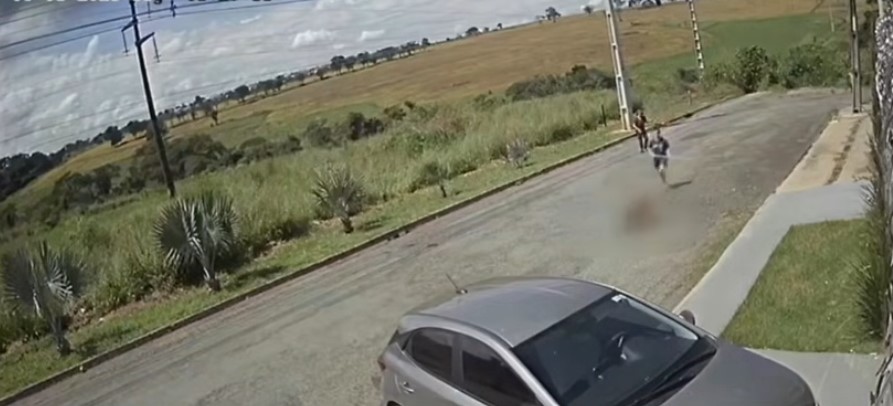 Pitbull solto ataca filhote em Goiânia e moradores relatam medo de novos ataques