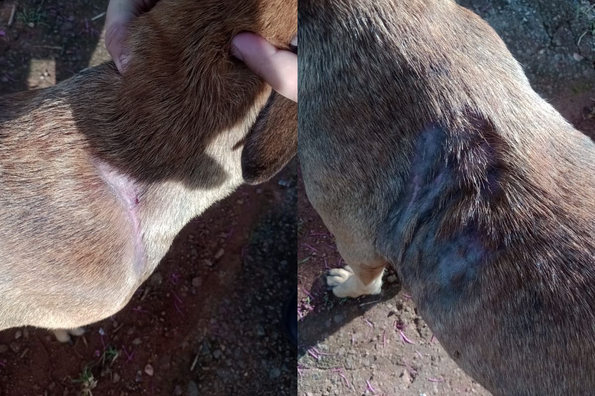 Homem é preso em Trindade após colocar fita na boca de cachorro e ameaçar familiares