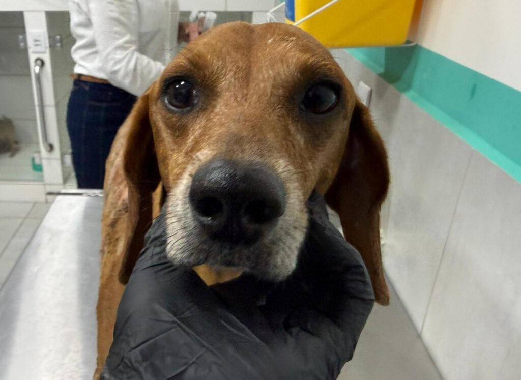 Mulher é indiciada por jogar líquido quente em cachorro em Goiânia