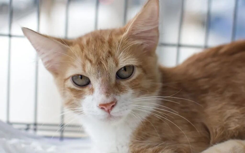 Feira de adoção oferece cerca de 40 cães e gatos em Goiânia