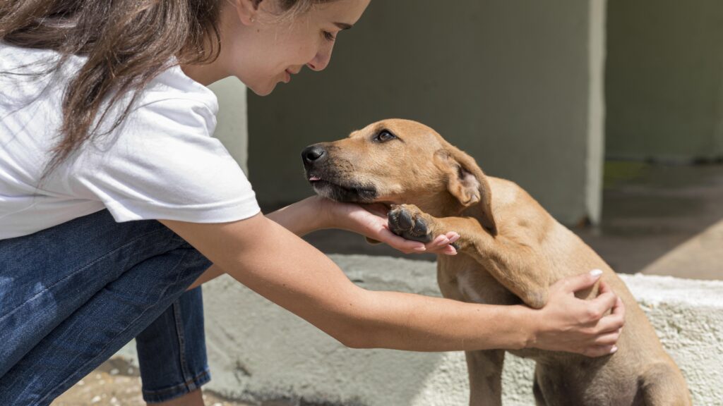 Goiânia terá evento para adoção de cães e gatos no sábado (25); saiba como participar