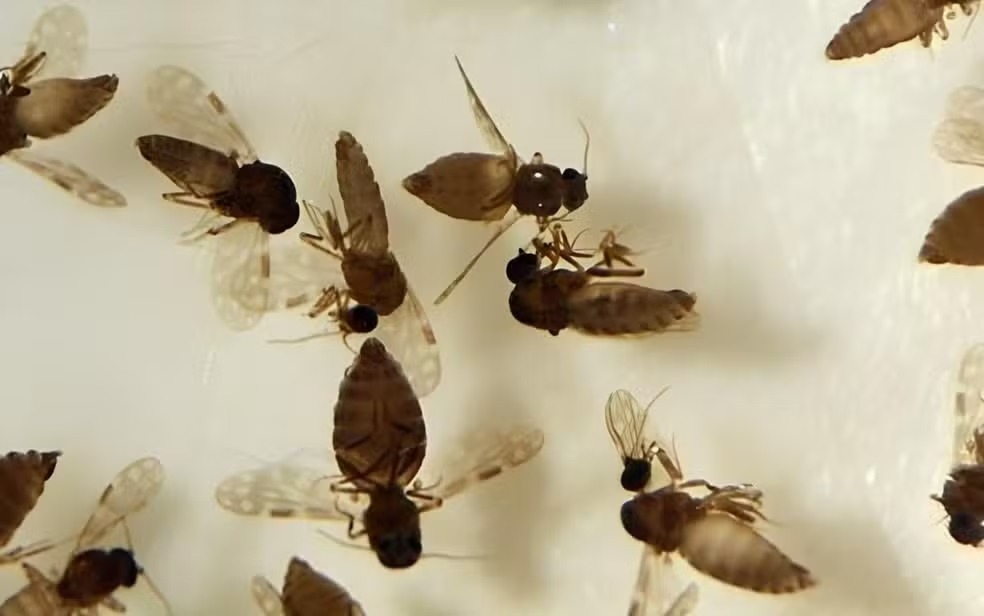 Primeiro caso de febre Oropouche é confirmado em Goiás; paciente é de Anápolis