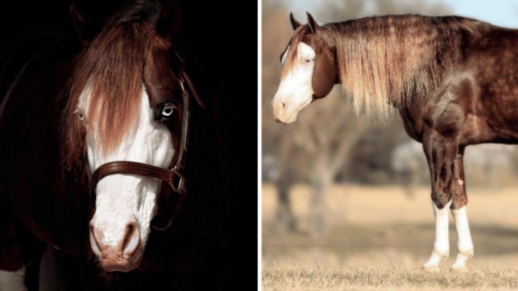 Leilão em Goiás movimenta milhões e transforma cavalo em um dos mais valiosos do mundo