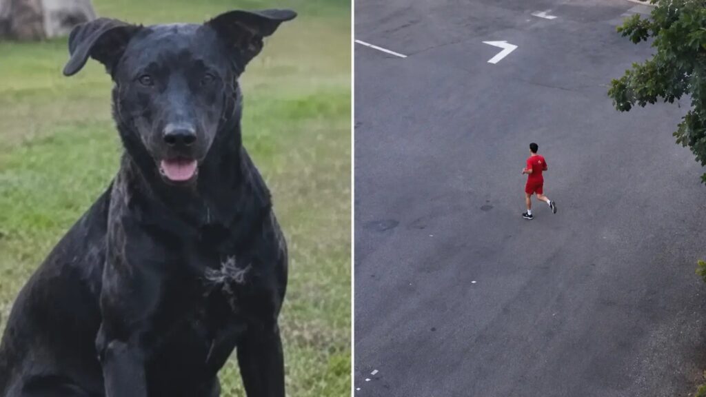 Bombeiro é indiciado pela morte do cão comunitário Brutus em Goiânia