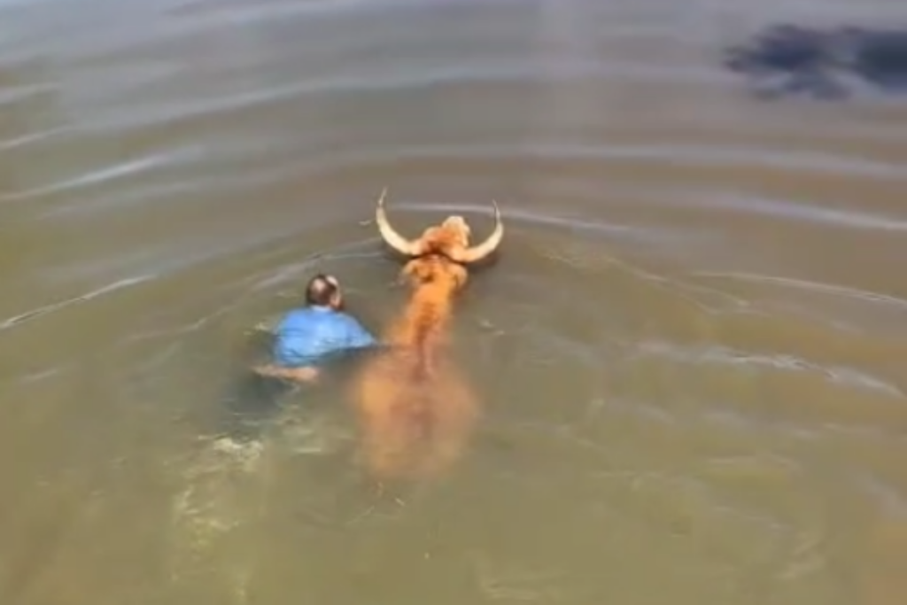 Boi escorrega e cai em rio durante romaria para Trindade; vídeo mostra resgate
