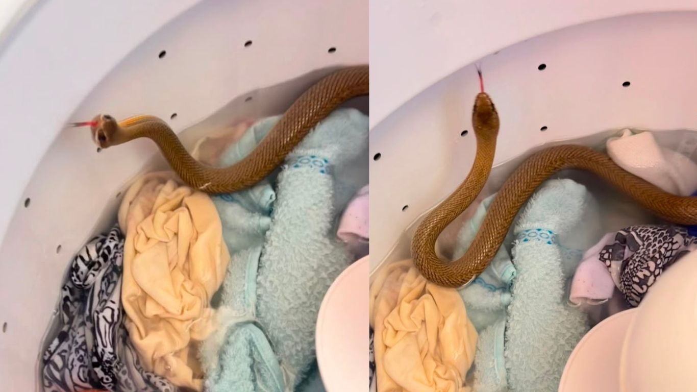 Serpente é encontrada dentro de máquina de lavar e mobiliza Bombeiros em Pires do Rio