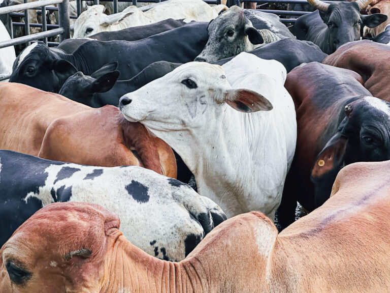 Goiás perdoa até R$ 400 milhões em dívidas de produtores rurais; veja quem tem direito