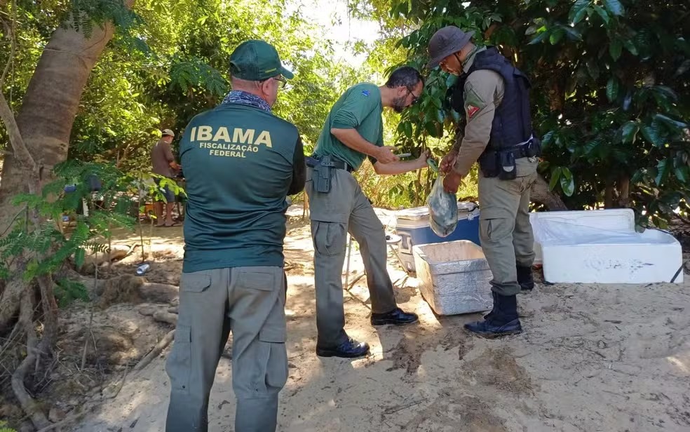 Ibama aplica R$ 135 mil em multas durante operação contra crimes ambientais no norte de Goiás