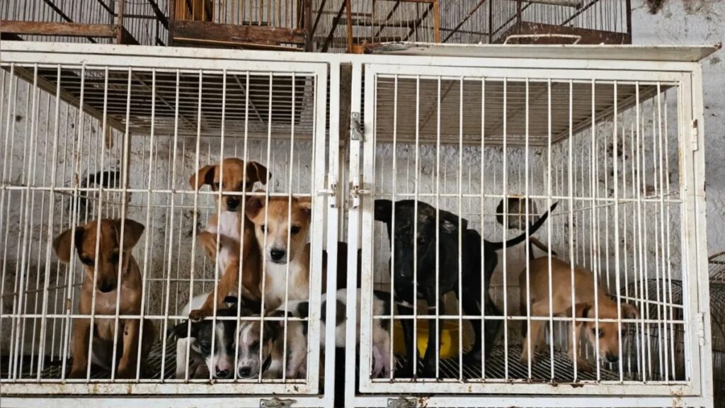Mais de 20 filhotes são resgatados de pet shop vivendo em situação precária em Goiânia