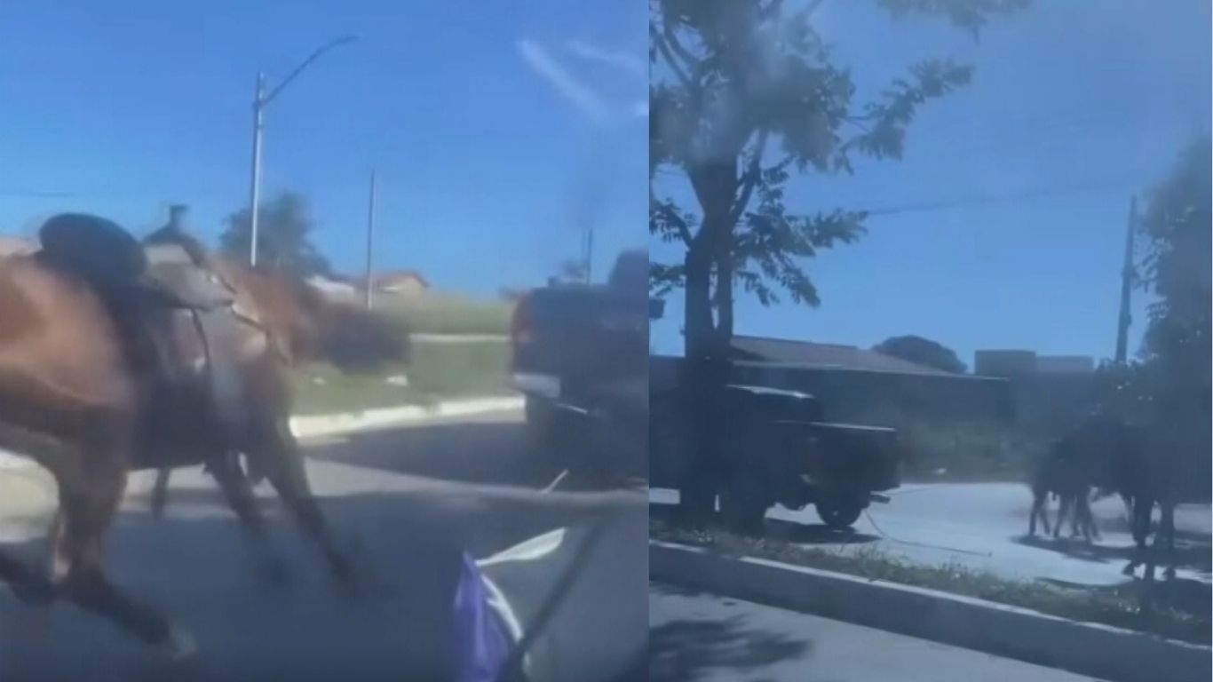 Vídeo mostra cavalo sendo arrastado por caminhonete e revolta moradores de Goiânia