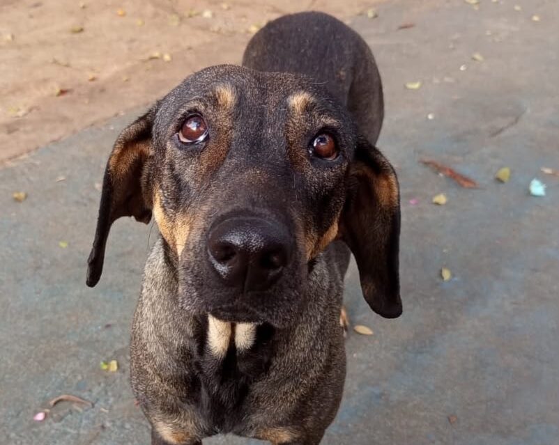 Evento de adoção de pets terá vacinação, orientação e cadastro para castração em Goiânia