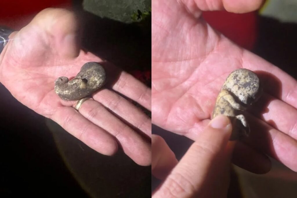 Mistério em Anápolis: suposto feto encontrado na calçada era apenas um brinquedo