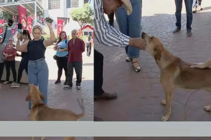 Cachorro "rouba a cena" e quase devora ponto eletrônico da apresentadora Luciana Finholdt durante transmissão ao vivo em Trindade