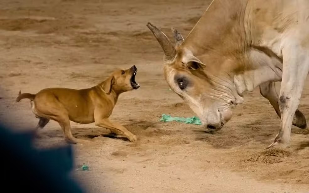 Cachorro caramelo invade arena de rodeio, enfrenta touro e ganha um novo lar em Goiás