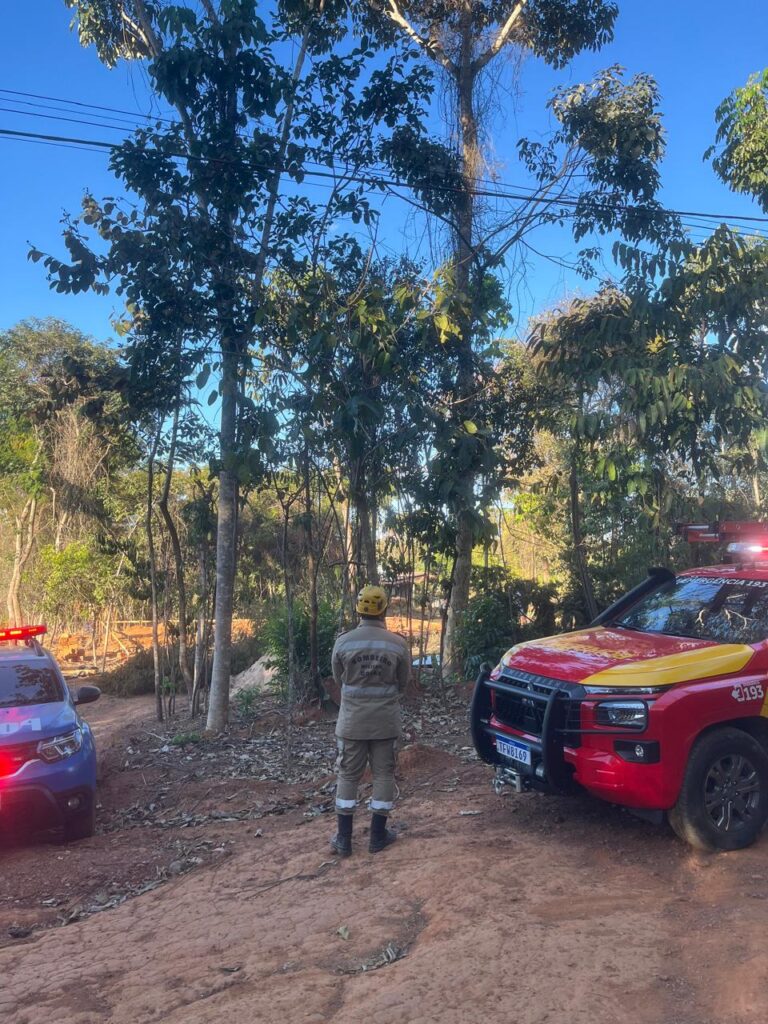 Trabalhador morre esmagado por árvore durante poda em Bela Vista de Goiás