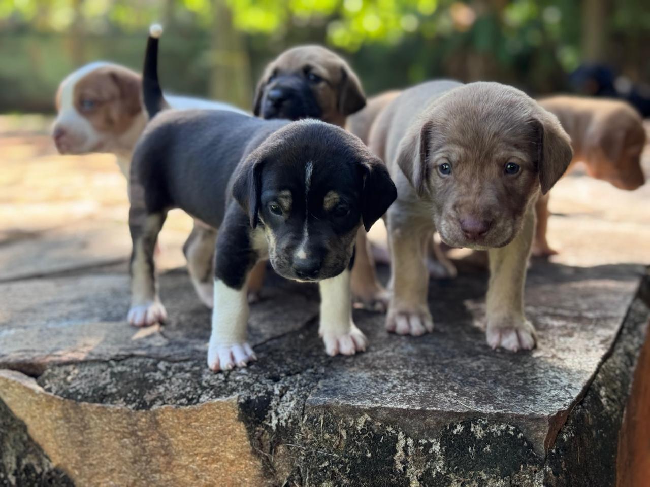 Goiânia abre 1,5 mil vagas para castração gratuita de cães e gatos