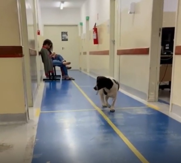 Fiel até o fim: cachorro aguarda retorno do dono que morreu em UPA de Goiânia
