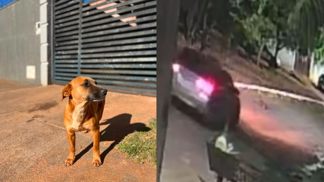 Cachorrinho de 8 meses busca lar após cadela que lhe fazia companhia ser atropelada propositalmente em Goiânia