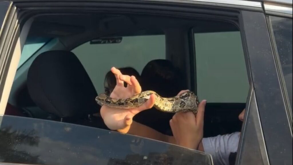“Carona” inusitada: jiboia é flagrada para fora da janela de carro em Goiânia