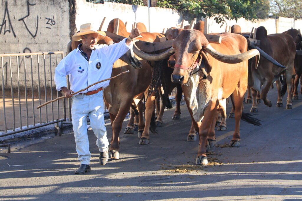 De Goiás para o Brasil: projeto cria Dia Nacional do Carreiro de Boi