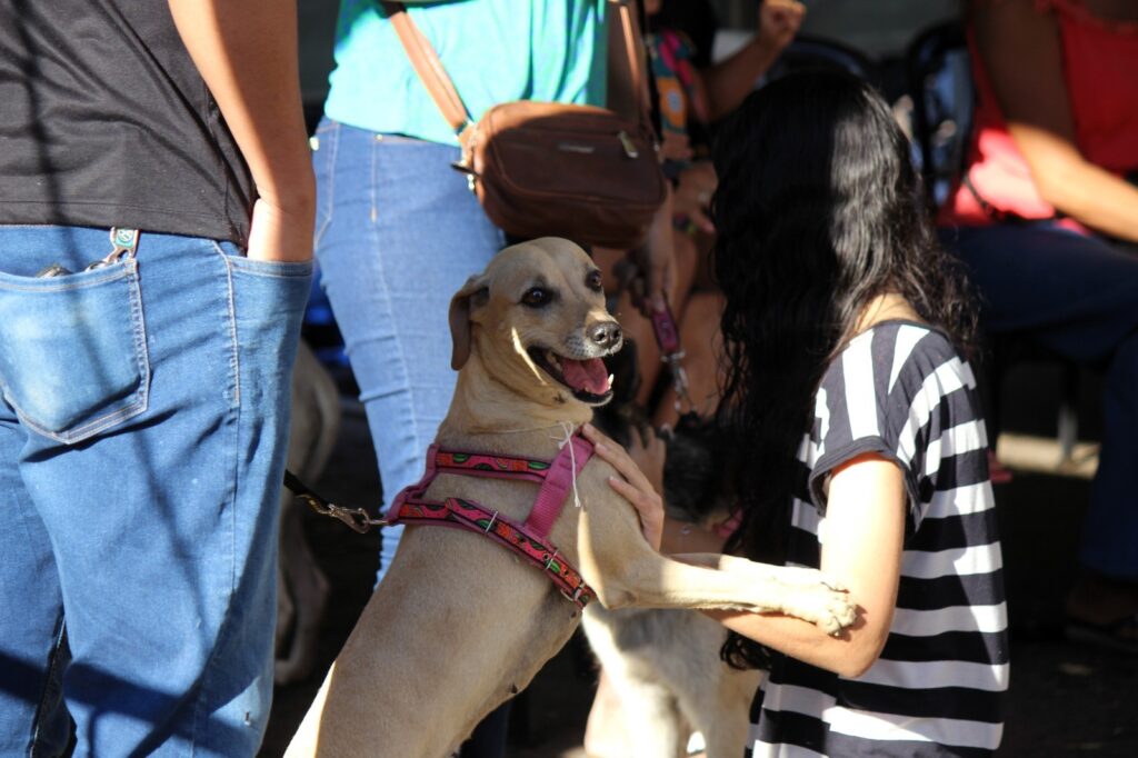 Goiânia oferece castração gratuita para cães e gatos; veja como participar
