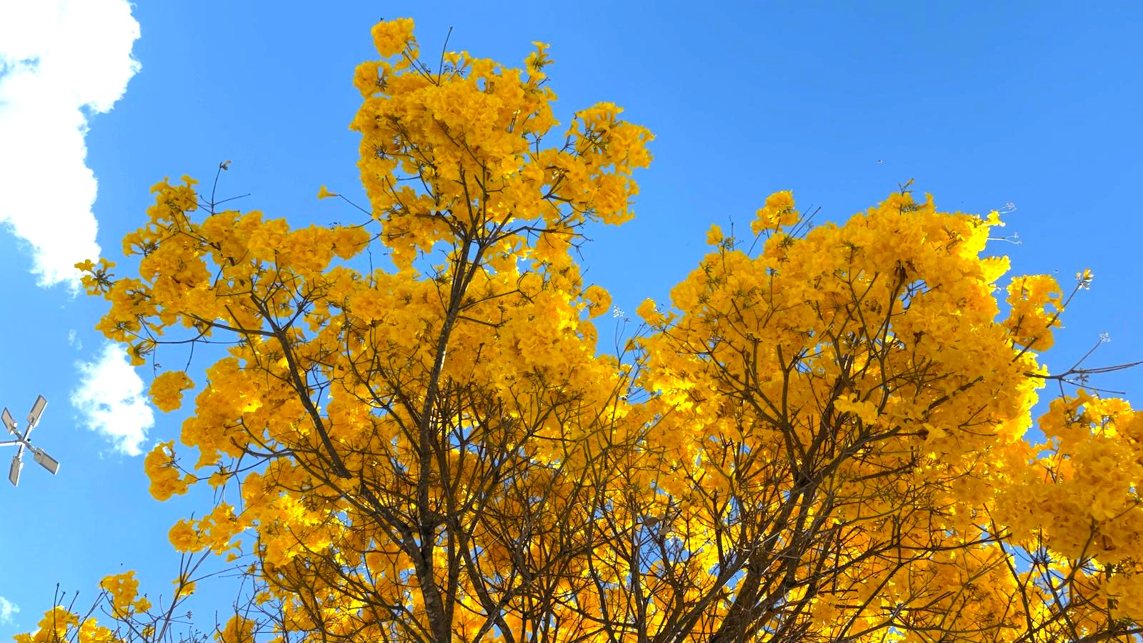 Goiânia ganha novas cores com floração de cerca de 50 mil ipês espalhados pela cidade