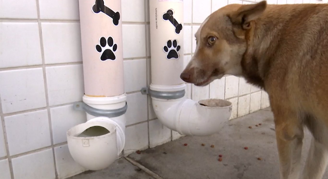 Animais de rua poderão ganhar abrigos e pontos de alimentação em Goiás; entenda