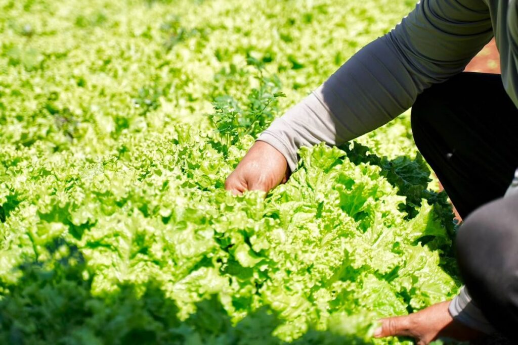 Goiânia terá programa que troca materiais recicláveis por alimentos