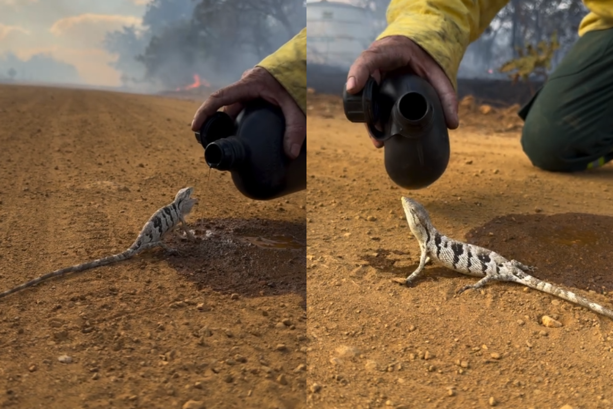 Brigadista encontra lagarto em fuga e dá água durante incêndio