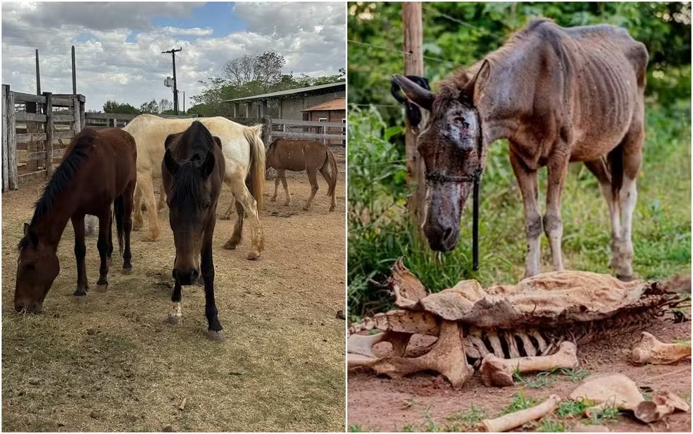 Zezé Di Camargo transforma fazenda em Goiás em refúgio para animais resgatados